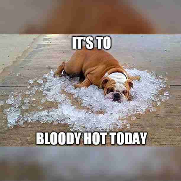 bloody hot weather summer dog on ice funny meme