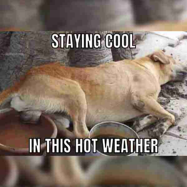Staying cool in the hot summer season new dog image meme with water