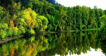 4k wallpaper green forest river front free download