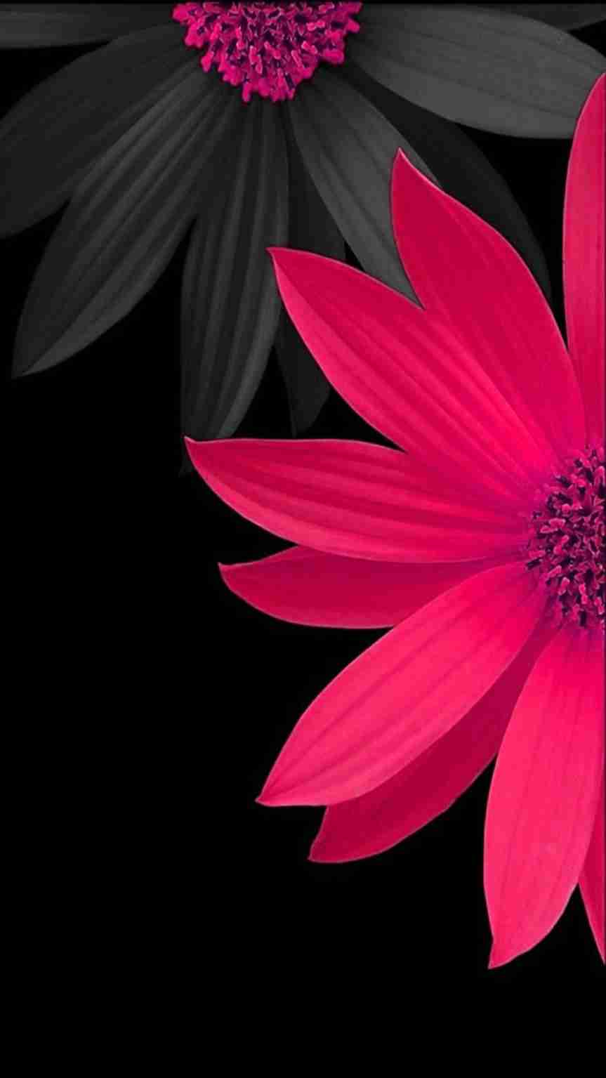Beautiful pink flower wallpaper for mobile