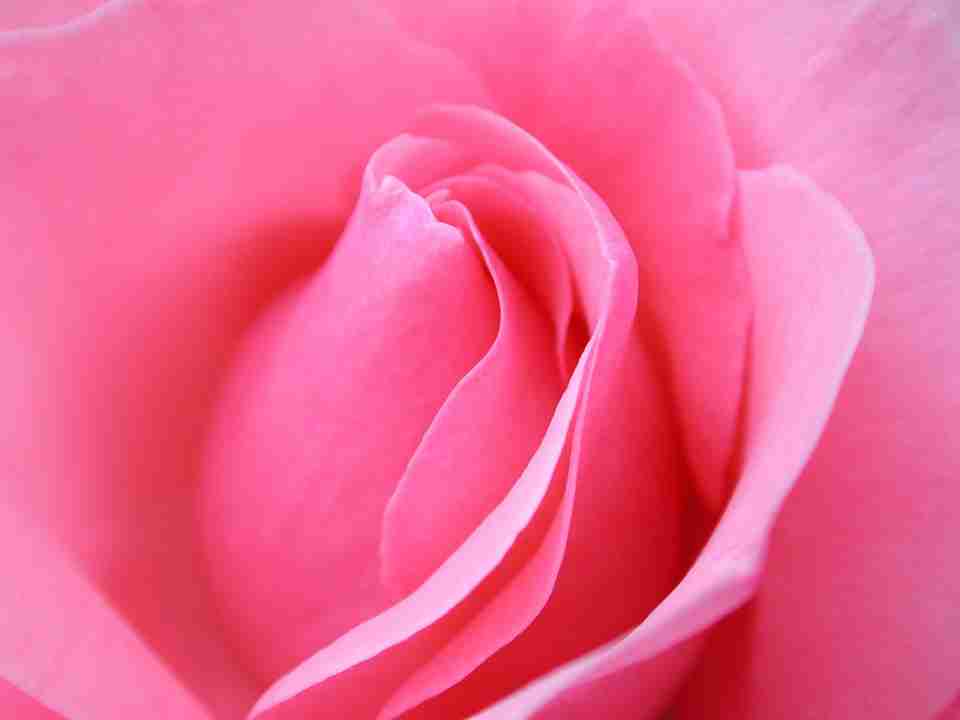 Beautiful pink rose hd wallpaper