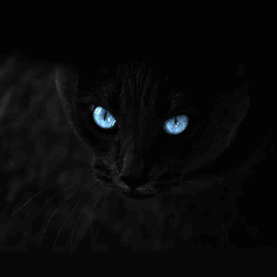 Black Cat Glowing Eyes HD Wallpaper