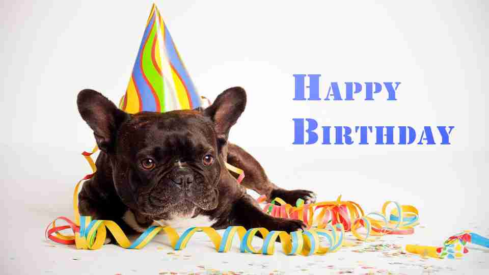 Dog birthday best image with ribbons photo image