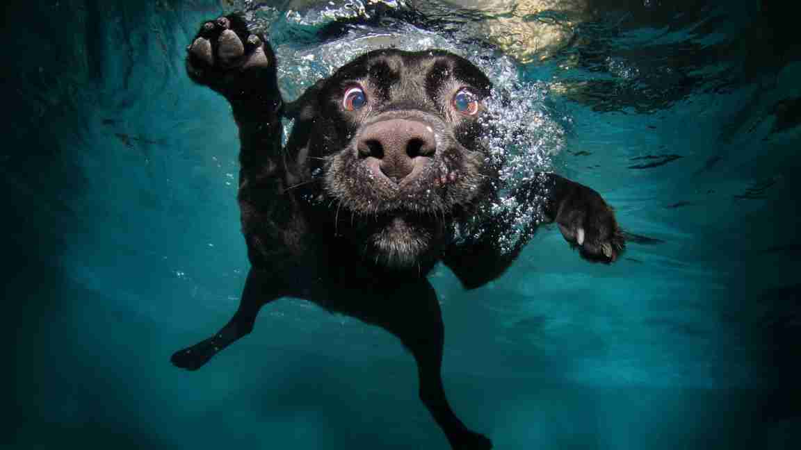 Dog underwater funny image 4k