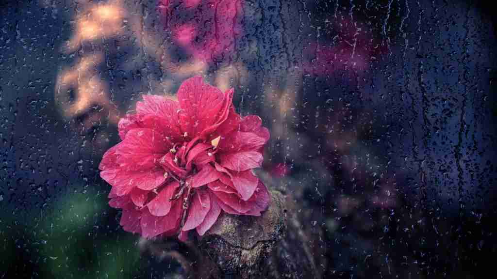 flower glass blur rain water drops wallpaper image