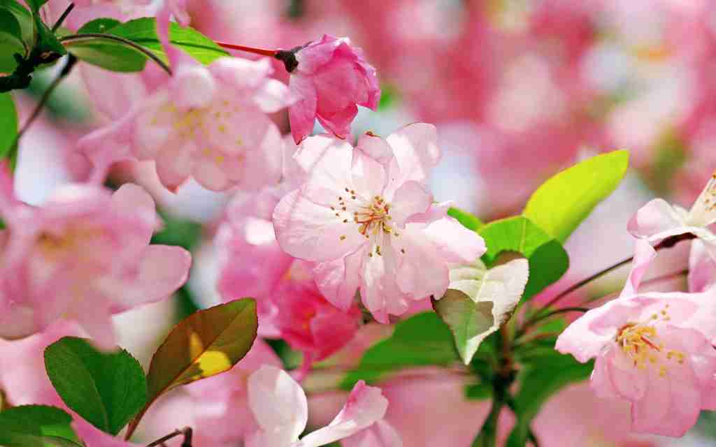 Pink sakura flower closeup wallpaper