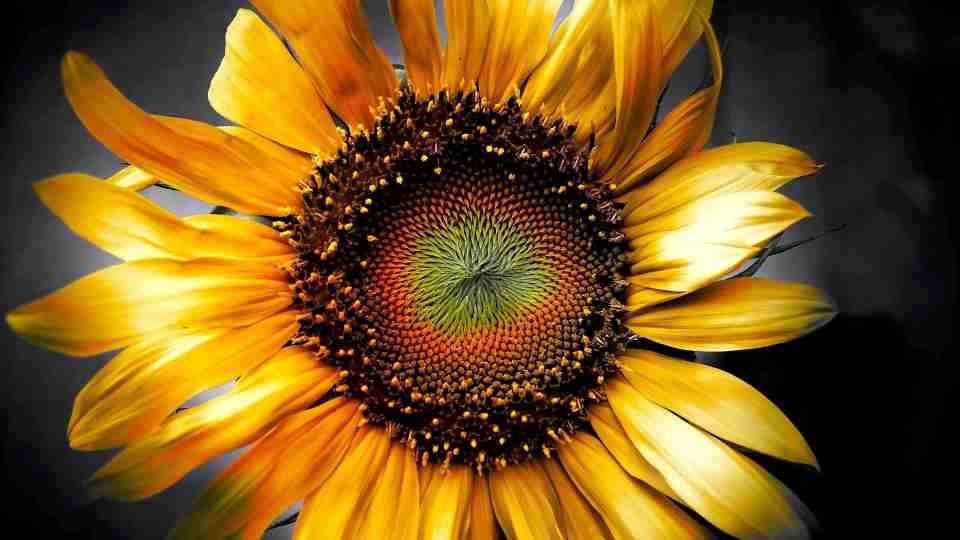 Sunflower closeup photo download