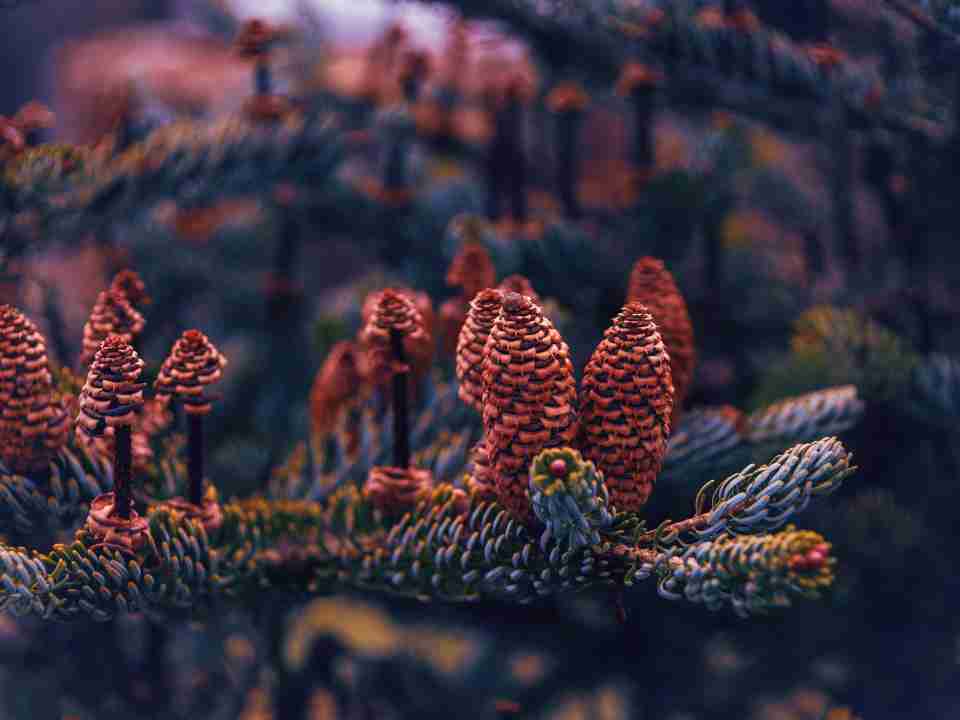wildlife photography with tree branches focus camera blur flowers